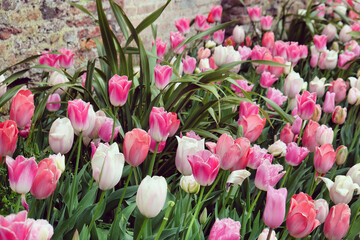 Pink and white triumph tulips 'innuendo' in flower