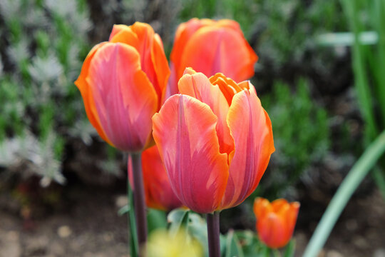 Orange and pink single triumph tulip 'Princess Irene' in flower