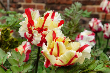 White and red feathered tulip 'Flaming Parrot' in flower © Alexandra