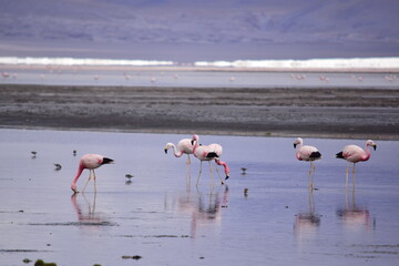 Flamengos en el altiplano