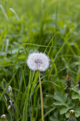Dandelion