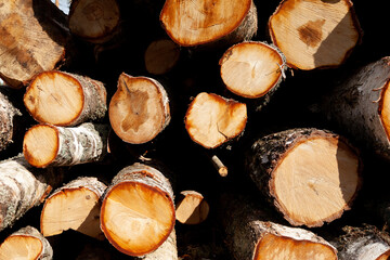 Felled trees in the forest