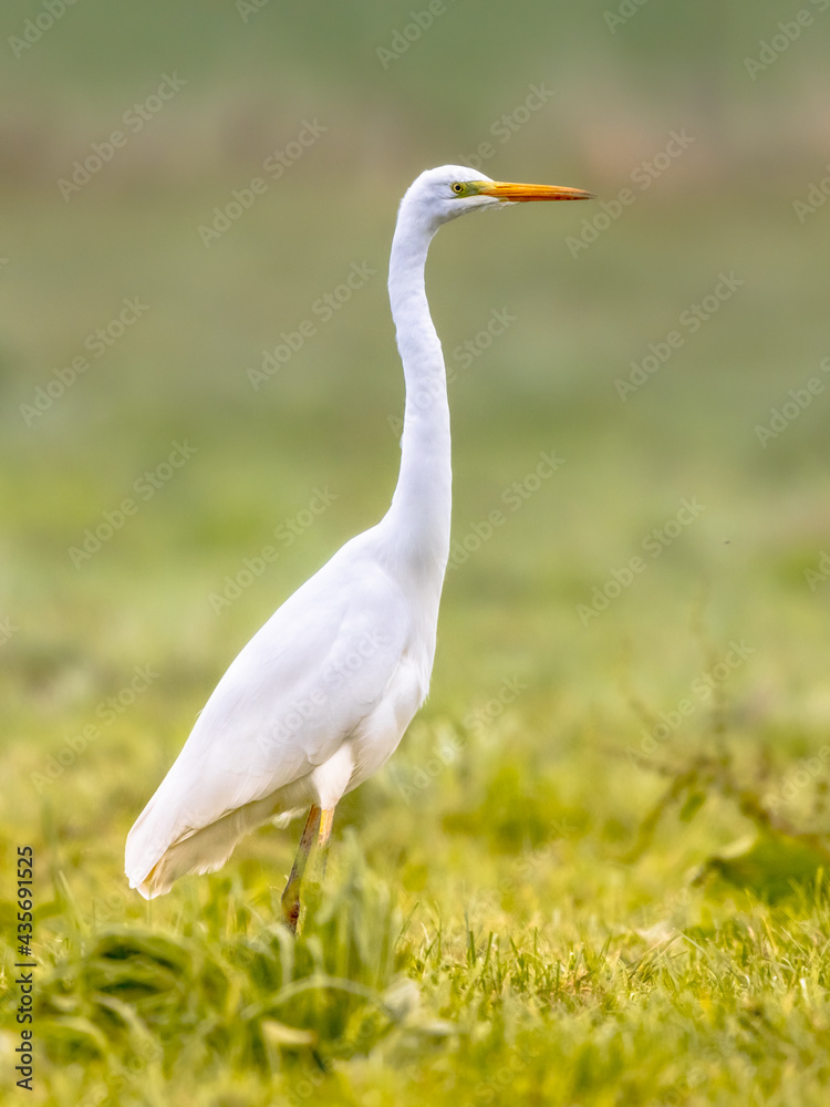 Wall mural Great egret walkin on green bright background