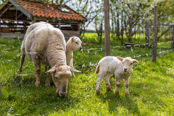 Obraz premium Sheep family