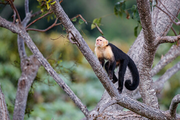Naklejka premium Panamanian white-faced capuchin (Cebus imitator), also known as the Panamanian white-headed capuchin or Central American white-faced capuchin sitting in a tree in Manuel Antonio in Costa