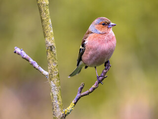 Male common chaffinch bird portrait