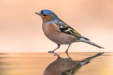Male common chaffinch bird portrait while bathing