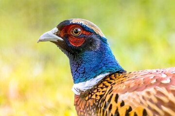 Portrait of young male Common pheasant