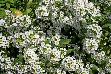 Alyssum is a genus of about 100–170 species of flowering plants in the family Brassicaceae, native to Europe, Asia, and northern Africa,