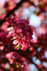 pink blossom