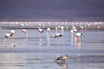 Flamengos en el altiplano