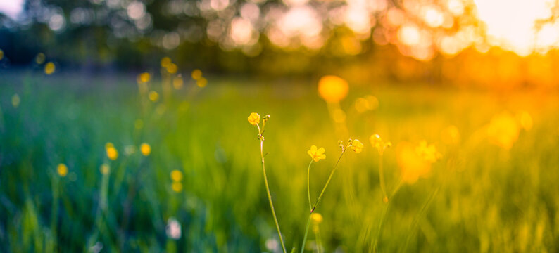 Abstract soft focus sunset field landscape of yellow flowers and grass meadow warm golden hour sunset sunrise time. Tranquil spring summer nature closeup and blurred forest background. Idyllic nature © icemanphotos