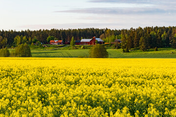 Vasteras, Sweden A field of rapeseed and yellow flowers.