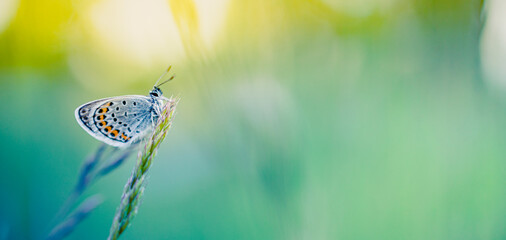 Beautiful nature close-up, summer flowers butterfly under sunlight. Bright blur nature sunset nature meadow field with butterfly as spring summer concept. Wonderful summer meadow inspirational nature