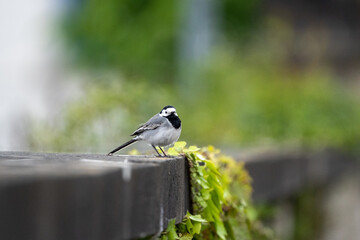 bearded White wagtail bird on a stone wall with a green background 