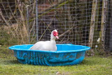 Duck taking a shower 