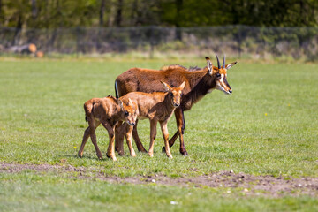Animals walking 