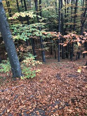 Romanian forest