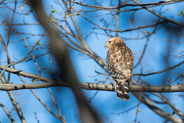 red shouldered hawk (Buteo lineatus)