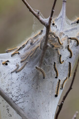 eastern tent caterpillar (Malacosoma americanum)