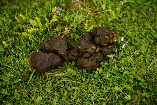 nasty shit with fly insect on it outside space green grass soft focus concept photography polluted environment by organic. High quality photo