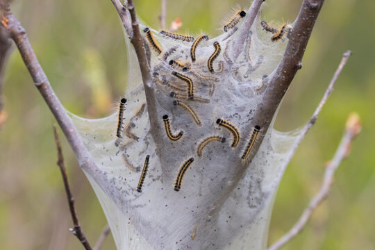 eastern tent caterpillar (Malacosoma americanum)