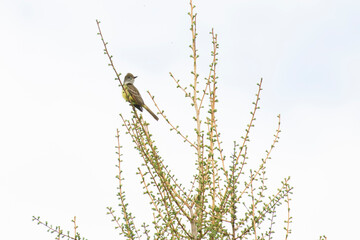 great crested flycatcher (Myiarchus crinitus)