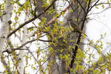 great crested flycatcher (Myiarchus crinitus)