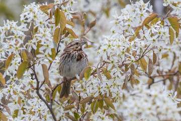 song sparrow (Melospiza melodia) in flowers