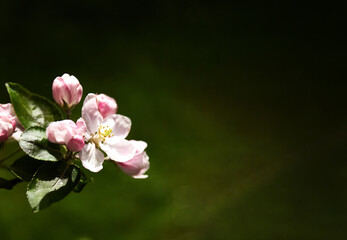 Pink flowers on a branch of an apple tree against the dark background. Copy space
