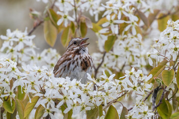 song sparrow (Melospiza melodia) in flowers