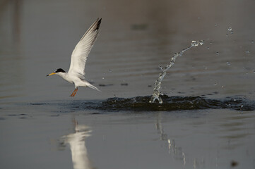 Little Tern fishing at Asker marsh, Bahrain