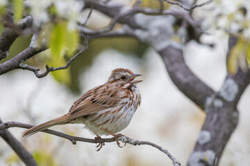 song sparrow (Melospiza melodia) in flowers