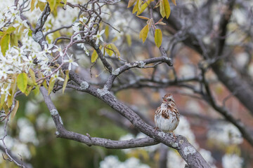 song sparrow (Melospiza melodia) in flowers