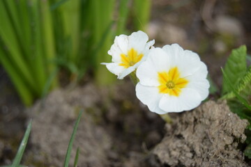 Fototapeta na wymiar Inflorescence of spring flowers primula veris, white flowers with a yellow core, herbaceous perennial. Nature background. Garden primula flower with white petals close-up photo.