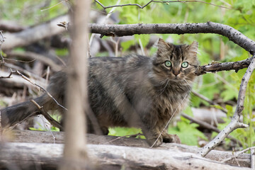 Feral cat in Quebec, Canada
