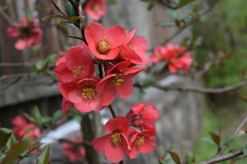 Close-up of camellia red flowers. In nature, Camellia japonica looks like a small tree or shrub. Flowers like roses, thick with high shrub in the flowering period.