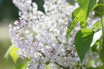 Blooming lilac bushes in spring