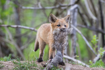 Naklejka na ściany i meble Cute Baby red fox in spring