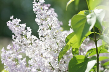 Blooming lilac bushes in spring