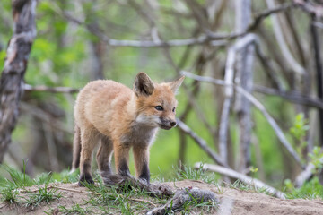 Naklejka na ściany i meble Cute Baby red fox in spring