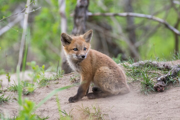 Cute Baby red fox in spring
