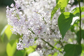 Blooming lilac bushes in spring