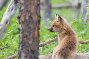 Obraz premium Cute Baby red fox in spring