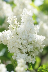 Blooming lilac bushes in spring