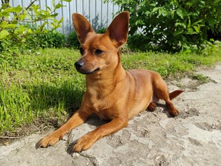 dog on the grass