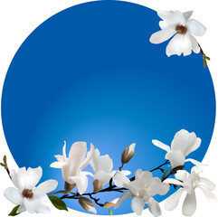 white magnolia flowers in blue circle