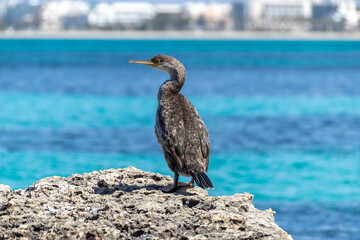 Ave De Agua gris cormorant