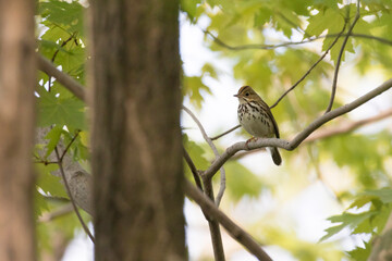 ovenbird (Seiurus aurocapilla)