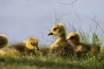  Canada goose (Branta canadensis) babies 